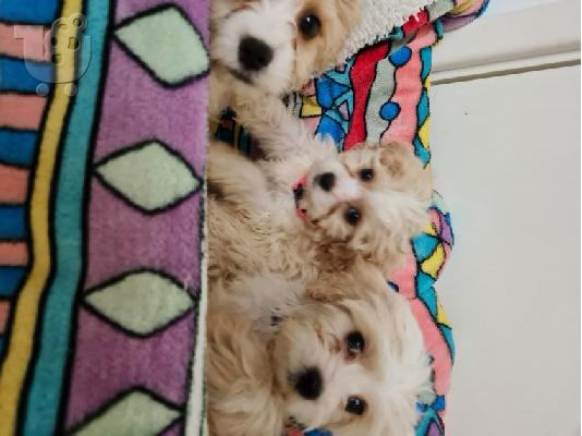 PoulaTo: Διαθέσιμα χαριτωμένα κουτάβια Cavachon.